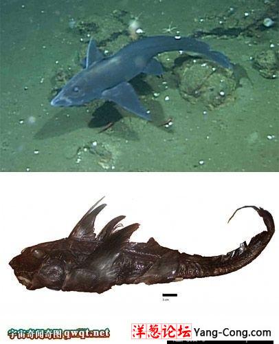 2009最怪异物种发现揭秘:鱼长獠牙似吸血鬼(4)