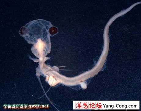2009最怪异物种发现揭秘:鱼长獠牙似吸血鬼(2)
