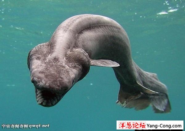 鲨鱼家族十大怪物:格陵兰鲨肉有毒味如尿(4)