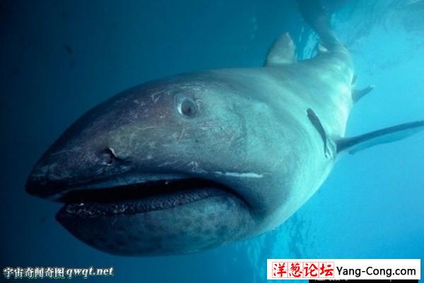 鲨鱼家族十大怪物:格陵兰鲨肉有毒味如尿(6)