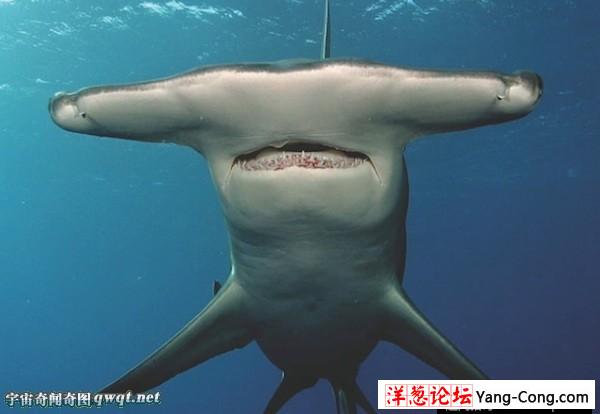 鲨鱼家族十大怪物:格陵兰鲨肉有毒味如尿(2)