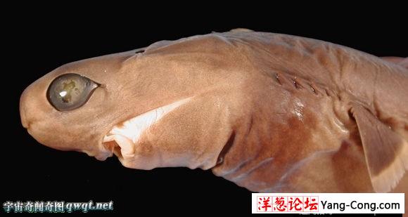 鲨鱼家族十大怪物:格陵兰鲨肉有毒味如尿(1)