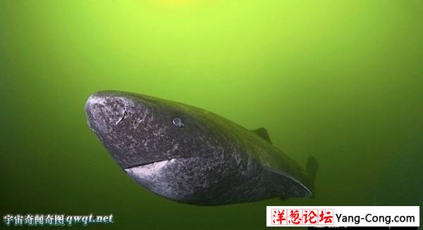 鲨鱼家族十大怪物:格陵兰鲨肉有毒味如尿(8)