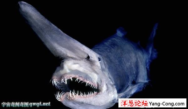 鲨鱼家族十大怪物:格陵兰鲨肉有毒味如尿(10)