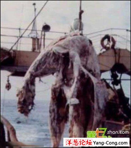 深度解秘：1977年巨型海怪尸体事件(11)
