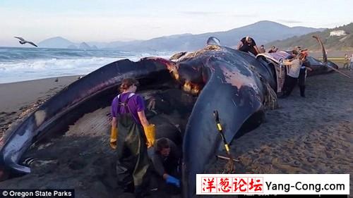 渔民钓起240斤重巨型鲶鱼 盘点惊骇巨型生物(7)