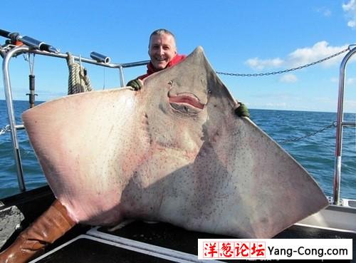 渔民钓起240斤重巨型鲶鱼 盘点惊骇巨型生物(19)