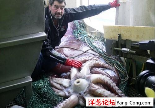 渔民钓起240斤重巨型鲶鱼 盘点惊骇巨型生物(17)