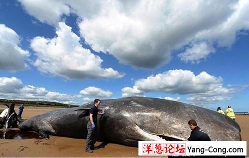渔民钓起240斤重巨型鲶鱼 盘点惊骇巨型生物(23)
