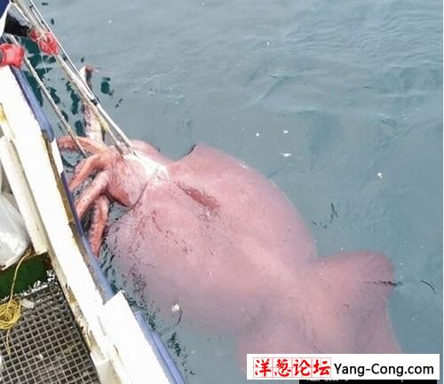 渔民钓起240斤重巨型鲶鱼 盘点惊骇巨型生物(12)