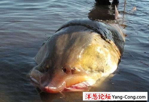 渔民钓起240斤重巨型鲶鱼 盘点惊骇巨型生物(22)