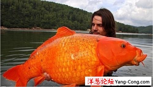 渔民钓起240斤重巨型鲶鱼 盘点惊骇巨型生物(16)