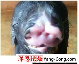 越南母猪产下怪异小猪：一头二身 4个鼻孔(1)