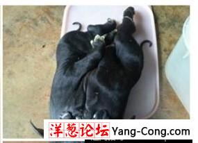 越南母猪产下怪异小猪：一头二身 4个鼻孔(2)