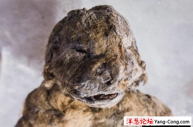 冰冻万年狮子展出 仅家猫大小 日韩美专家尝试克隆(2)