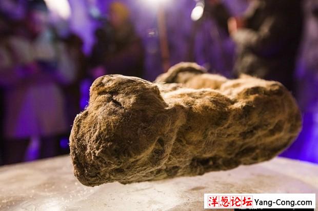 冰冻万年狮子展出 仅家猫大小 日韩美专家尝试克隆(3)