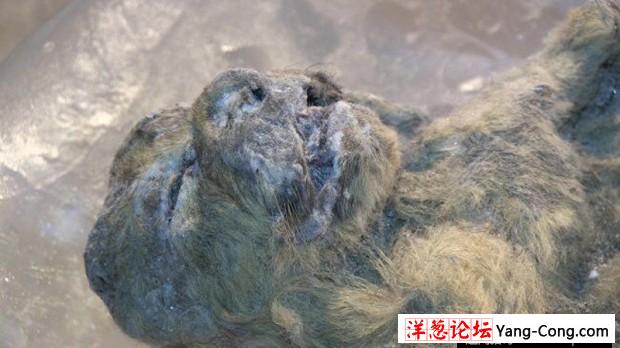 冰冻万年狮子展出 仅家猫大小 日韩美专家尝试克隆(4)