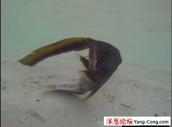 男子浮潜时发现一条奇怪的鱼 上前一看被吓的差点溺毙(1)