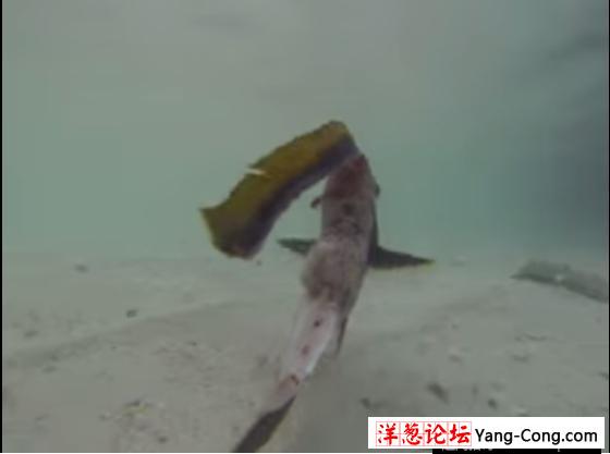 男子浮潜时发现一条奇怪的鱼 上前一看被吓的差点溺毙(3)