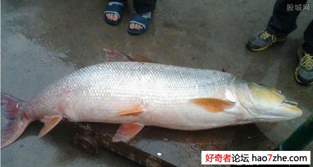 渔民捕获巨型水老虎 36公斤重非常少见令人意外(1)