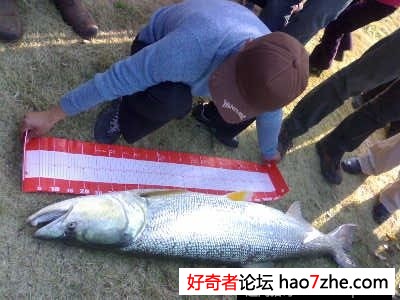 渔民捕获巨型水老虎 36公斤重非常少见令人意外(3)
