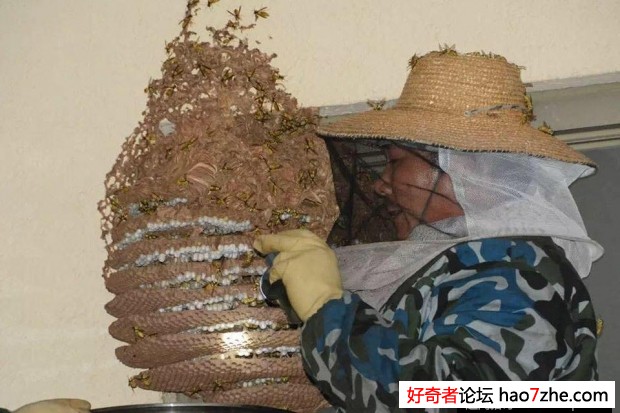 20多斤马蜂窝被端 4000多只蜂被泡了酒(3)