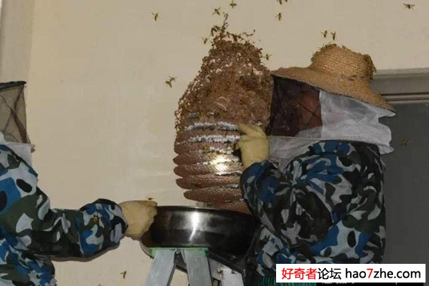 20多斤马蜂窝被端 4000多只蜂被泡了酒(4)
