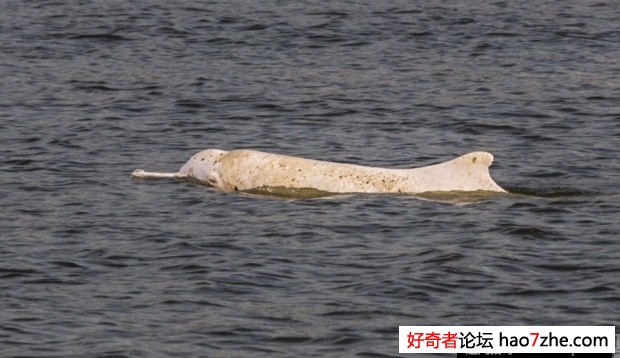 广州珠江上游再现白海豚 身上有斑点(1)