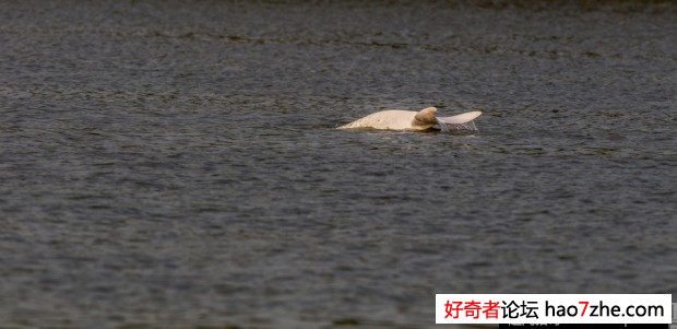 广州珠江上游再现白海豚 身上有斑点(2)