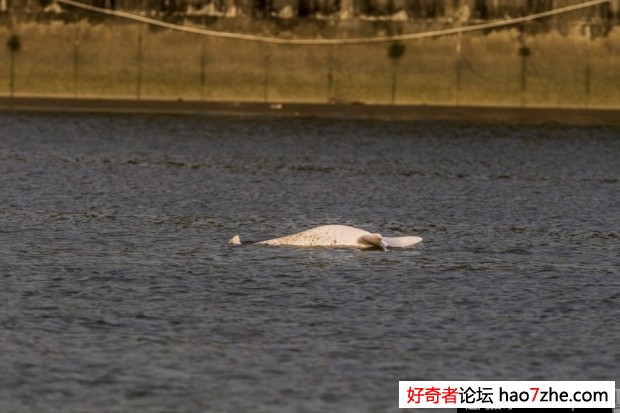 广州珠江上游再现白海豚 身上有斑点(3)