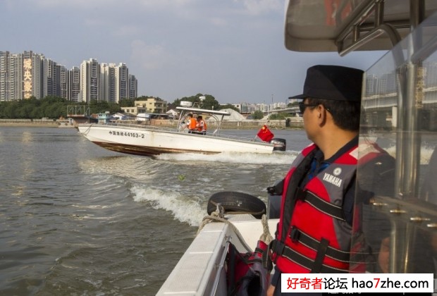 广州珠江上游再现白海豚 身上有斑点(4)