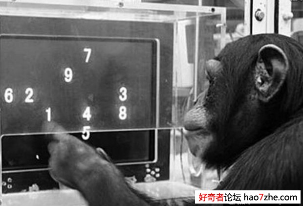 黑猩猩越狱密码锁瞬间被破解 (1)