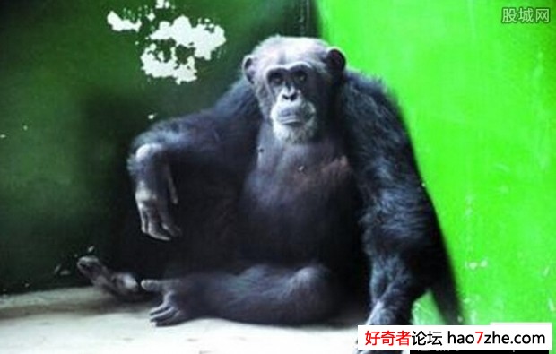 黑猩猩越狱密码锁瞬间被破解 (2)