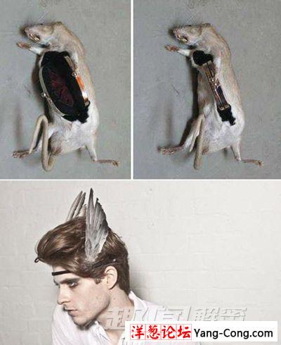 英国艺术家将动物尸体制成时尚饰品