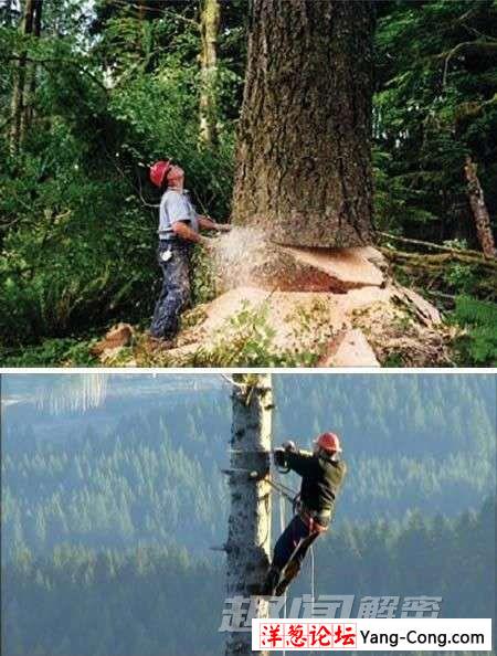 伐木工
