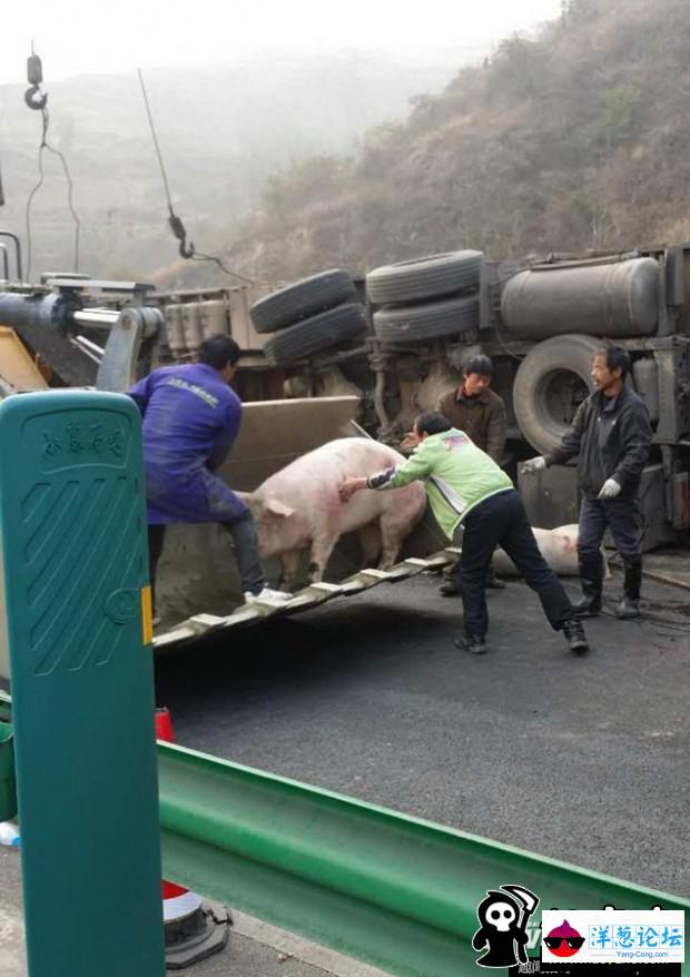 陕西高速满载生猪货车侧翻 现场使用吊车运猪(3)