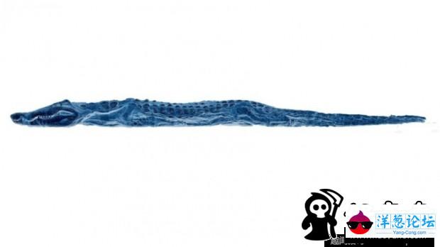埃及发现2500年前鳄鱼木乃伊 身长4米(4)