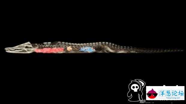 埃及发现2500年前鳄鱼木乃伊 身长4米(6)