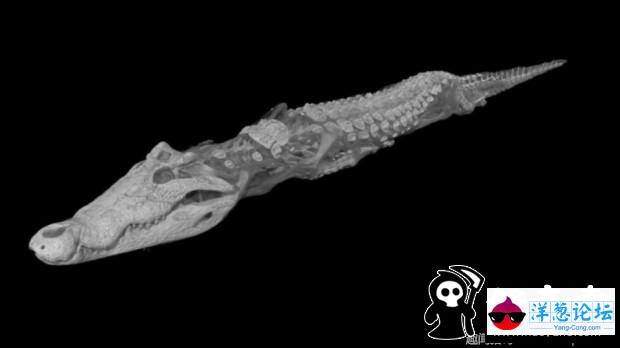 埃及发现2500年前鳄鱼木乃伊 身长4米(2)
