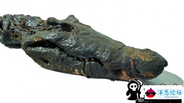 埃及发现2500年前鳄鱼木乃伊 身长4米(1)