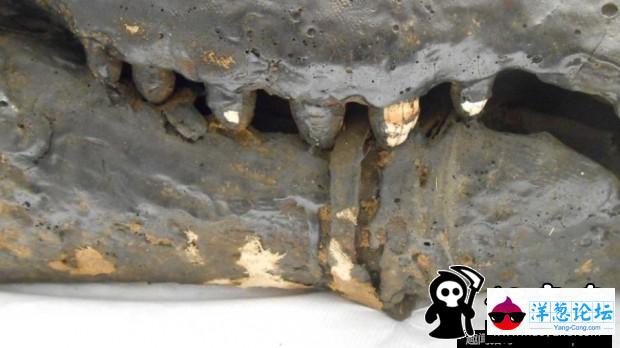 埃及发现2500年前鳄鱼木乃伊 身长4米(7)