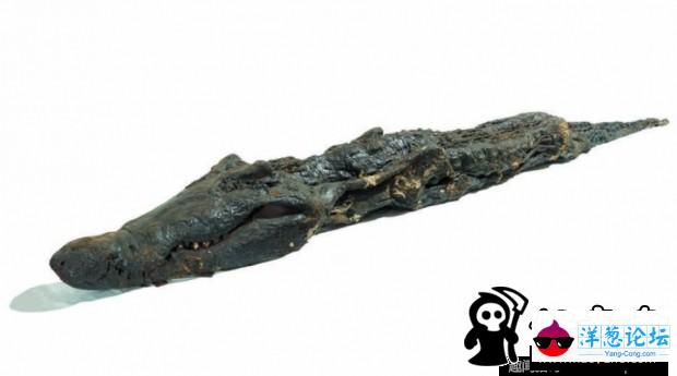 埃及发现2500年前鳄鱼木乃伊 身长4米(3)