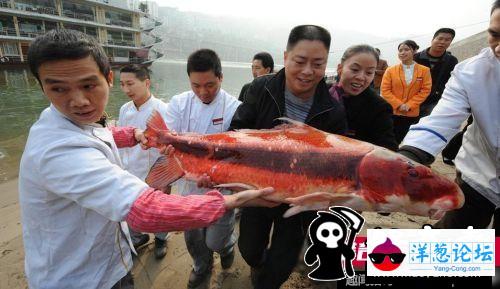 日本男子养巨型水蛭当宠物 用自己的血喂养(18)