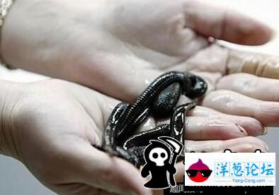 日本男子养巨型水蛭当宠物 用自己的血喂养(6)