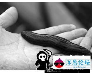 日本男子养巨型水蛭当宠物 用自己的血喂养(7)