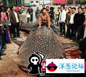 日本男子养巨型水蛭当宠物 用自己的血喂养(12)