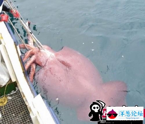 日本男子养巨型水蛭当宠物 用自己的血喂养(34)