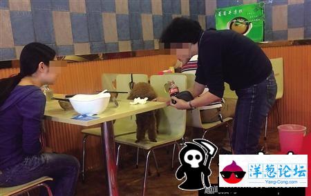 重庆母女餐厅吃饭与狗同桌 碗筷共用(1)