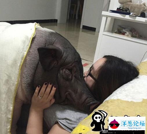 北京姑娘与170斤大猪同床睡觉 (2)