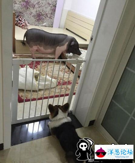北京姑娘与170斤大猪同床睡觉 (4)